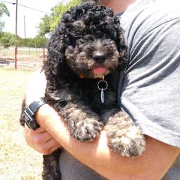 Bernedoodle, Double Doodle, and Goldendoodle Puppies from The Good Doodle