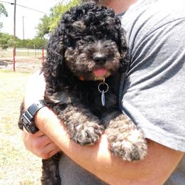 Bernedoodle, Double Doodle, and Goldendoodle Puppies from The Good Doodle