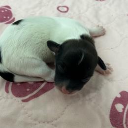Dottie - Black and white female Havanese puppy in Hampton, Virginia from Nevin Keeney