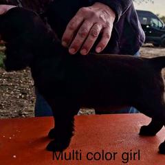 Boykin Spaniel and Nova Scotia Duck Tolling Retriever Puppies from Beekauz Kennel