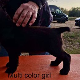 Boykin Spaniel and Nova Scotia Duck Tolling Retriever Puppies from Beekauz Kennel
