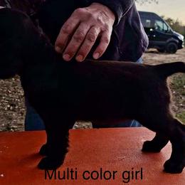 Boykin Spaniel and Nova Scotia Duck Tolling Retriever Puppies from Beekauz Kennel