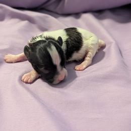 Nikki boy 2 - White and black male Papillon puppy in Joshua, Texas from Summertime Kennels