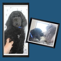 Poodle Puppies from Harmony Hill Standard Poodles