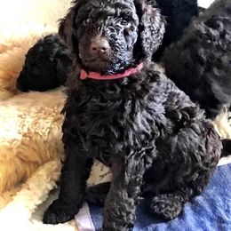 Poodle Puppies from Genesis Poodles