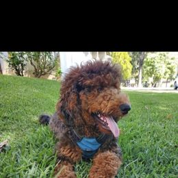 Goldendoodle and Poodle All Grown Up from Colorful Creations Doodles and Poodles