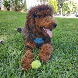 Goldendoodle and Poodle All Grown Up from Colorful Creations Doodles and Poodles