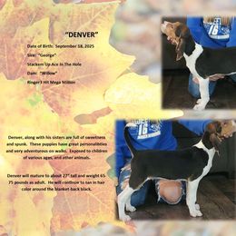 Denver - Tri-colored male Treeing Walker Coonhound puppy in Vermontville, Michigan from Stackem Up Kennel