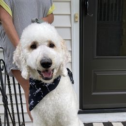 Nash  - Goldendoodle