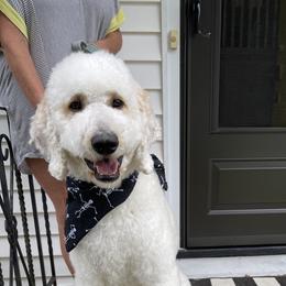 Nash  - Goldendoodle