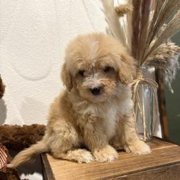 Black Collar Boy - Apricot male Goldendoodle puppy in Bristol, Tennessee from 4goldendoodles