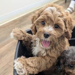 Cory - Apricot male Cavapoo puppy in Coshocton, Ohio from Forever Family Puppies