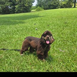Toffee - Cocker Spaniel