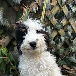 Ellen - Black white and tan female Cockapoo puppy in Connersville, Indiana from MoonShine Babies