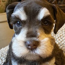 Mally - Miniature Schnauzer