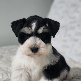 Black Parti Female - Parti female Miniature Schnauzer puppy in Trinity, Alabama from C&E'S Schnauzers