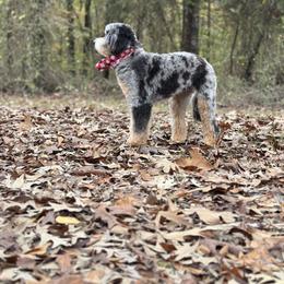 Lucy - Bernedoodle