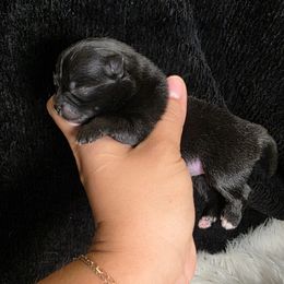 Lisa Cuddy - Black female Pomeranian puppy in Smithville, Texas from Lafary Poms