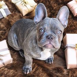 Amir LILAC BRINDLE - French Bulldog puppy from Mira&Mello
