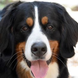 Oakley - Bernese Mountain Dog