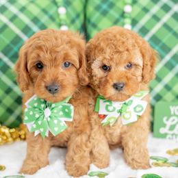 Cavapoo puppies from Country Lane Doodles