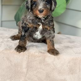 Green - Blue merle male Bernedoodle puppy in Charleston, South Carolina from Palm Belle Doodles