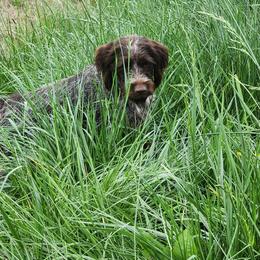 Girl 2 - female Wirehaired Pointing Griffon puppy in Georgia from Kamiah Kennels
