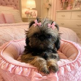 Emma - Black and tan female Shih Tzu puppy in Burlington, North Carolina from Nancy’s Lil’Shih Tzus