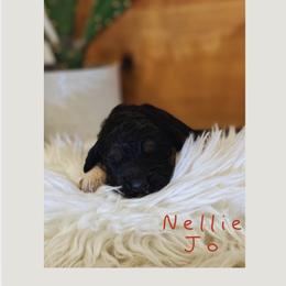 Nellie Jo - Black female Saint Berdoodle puppy in Mesa, Arizona from Desert Bohunk Doodles and Branded Bullies