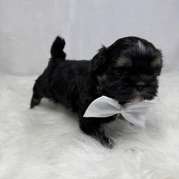 King Magnus - Black and tan male Shih Tzu puppy in Columbia, Kentucky from Lisa Bandy Luxe Shih Tzu