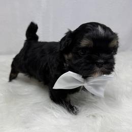 King Magnus - Black and tan male Shih Tzu puppy in Columbia, Kentucky from Lisa Bandy Luxe Shih Tzu