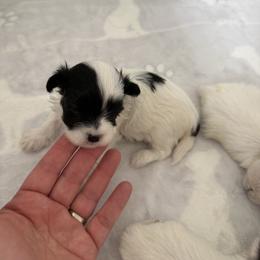 Leandro - Black & white male Maltipoo puppy in Hernando Beach, Florida from Minipupps