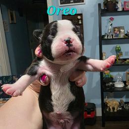 Oreo - Black and white male Boston Terrier puppy in Columbus, Ohio from Bryn's AKC Bostons