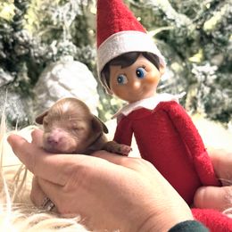 Boy 3 - male Cavapoo puppy in Greenville, South Carolina from Reedy River Doodles