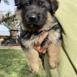 "Gavin - 5 Week Old Male" German Shepherd Puppies from Von Falkenberg German Shepherds