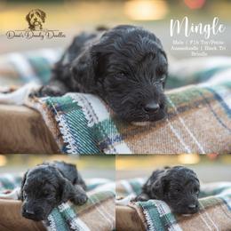 Mingle - Black phantom male Aussiedoodle puppy in Roebuck, South Carolina from Dani's Dandy Doodles