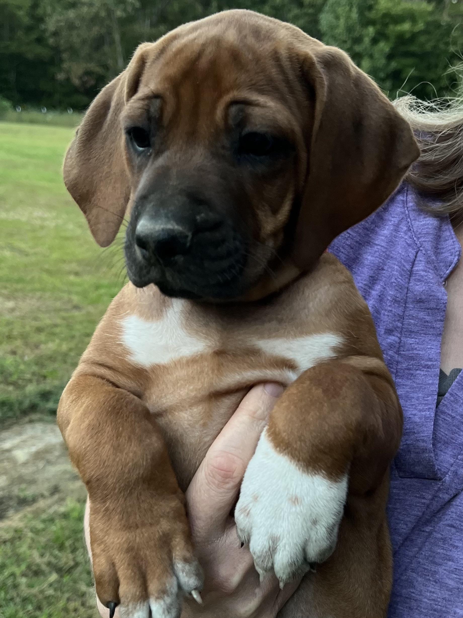 Are Rhodesian Ridgebacks Good Dogs Rhodesian Ridgebacks of Greater Chattanooga in Tennessee | Rhodesian ...