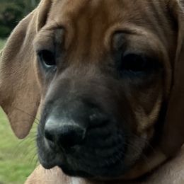 Rhodesian Ridgebacks from Rhodesian Ridgebacks of Greater Chattanooga
