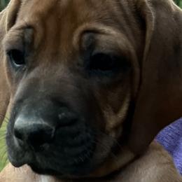 Rhodesian Ridgebacks from Rhodesian Ridgebacks of Greater Chattanooga