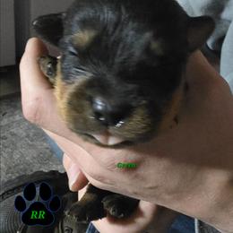 Green - Black and mahogany male Rottweiler puppy in Tangent, Oregon from Raya's Royals