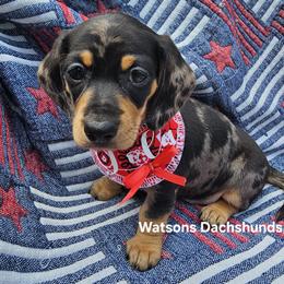 Dachshund Puppies from Holly Watson