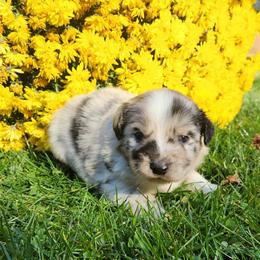 Marty - Blue merle male Miniature Australian Shepherd puppy in Sandown, New Hampshire from Ashby Lou Aussies