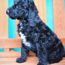 Goldendoodle Puppies from Warren Doodles