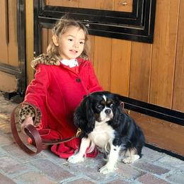 Cavalier King Charles Spaniel puppies from Renaissance Rose Cavaliers
