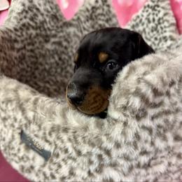 Clyde - Black and rust male Doberman Pinscher puppy in Aredale, Iowa from Royal Dynasty Dobermann Kennel