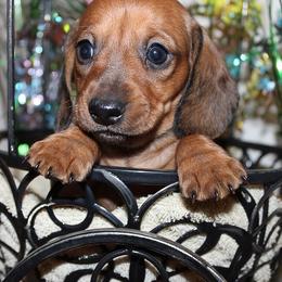 Girl 2 - Red female Dachshund puppy in Craig, Colorado from Rocky Mountain Shih Tzus and Dry Creek Miniature Dachshunds