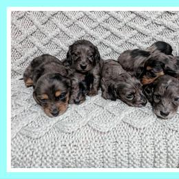 Dachshund Puppies from Goldie Girls Ranch Dachshunds
