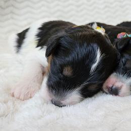 Daisy - Black and white female Bernedoodle puppy in Granton, Wisconsin from Rose River Farms