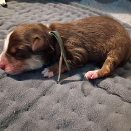 Dewey (Blue collar) - Red tri-color male Australian Shepherd puppy in Okeechobee, Florida from Rothsolid Puppies