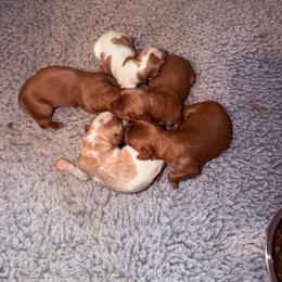 Cavapoo puppies from Good Looking Dogs